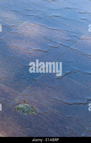 Compte tenu de l'abstrait, Vert Canada Memorial Park, Londres l'érable Bronze feuilles flottant dans l'eau Banque D'Images