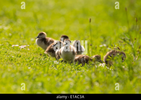 Les poussins d'une oie égyptienne sur un champ de fleurs Banque D'Images