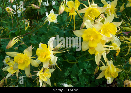 Des semis dans la colombine de style Tudor Jardins Bancroft à Stratford-upon-Avon, Angleterre Banque D'Images