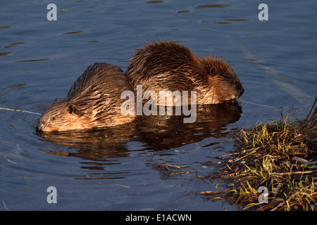 Deux jeunes castors assis dans l'eau de leur étang se nourrissant de quelques branches d'arbre Banque D'Images