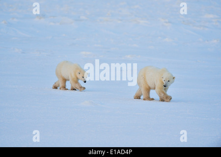 L'ours polaire (Ursus maritimus) Mère et les cub Parc national Wapusk cap Churchill, Manitoba Canada Banque D'Images