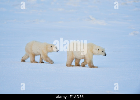 L'ours polaire (Ursus maritimus) Mère et les cub Parc national Wapusk cap Churchill, Manitoba Canada Banque D'Images