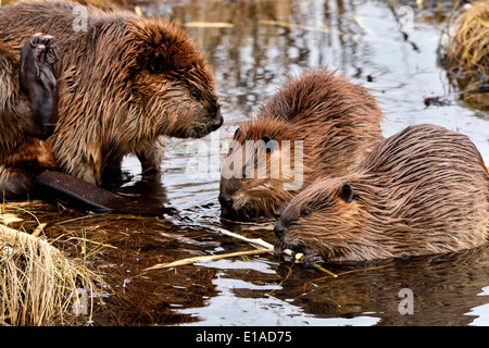 Un castor de mère 'Castor canadensis' avec 2 kits dans une section peu profonde de l'étang du castor Banque D'Images