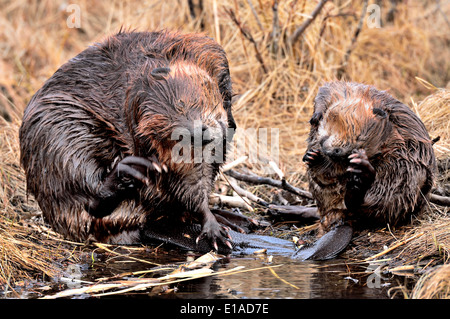 Deux castors 'Castor canadensis' se grattant et élaguer sur le côté de leur étang de castors Banque D'Images