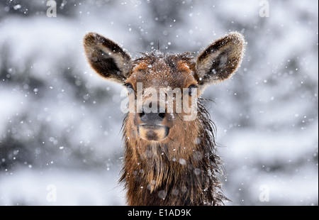 Un portrait libre d'un élan femelle Banque D'Images