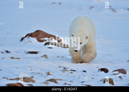 L'ours polaire (Ursus maritimus) Yearling cub Parc national Wapusk cap Churchill, Manitoba Canada Banque D'Images