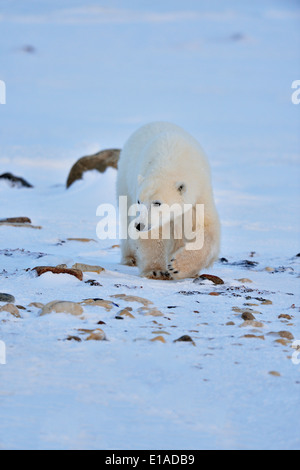 L'ours polaire (Ursus maritimus) Yearling cub Parc national Wapusk cap Churchill, Manitoba Canada Banque D'Images