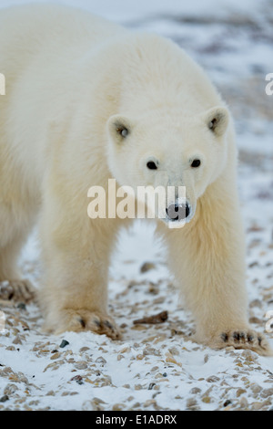 L'ours polaire (Ursus maritimus) deuxième année de Yearling cub Parc national Wapusk cap Churchill, Manitoba Canada Banque D'Images