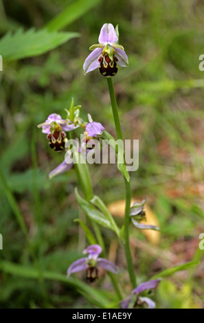 L'orchidée abeille, Ophrys apifera, Orchidaceae. La fleur sauvage. Chilterns, Hertsfordshire, UK. Aussi à l'Europe et l'Afrique du Nord. Banque D'Images