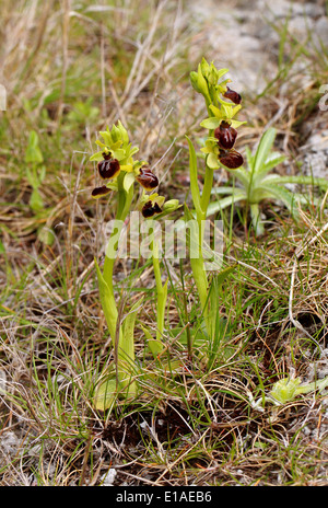 Orchidées d'araignées précoces, Ophrys sphegodes, Orchidaceae. Samphire Hoe, Kent. British Wild Flower, Royaume-Uni. Banque D'Images