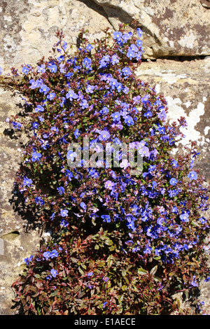Véronique rampante, Veronica peduncularis 'Georgia Blue', Plantaginaceae Banque D'Images