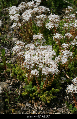 Orpin blanc, Sedum album, Crassulaceae. Banque D'Images