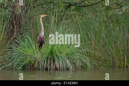 Heron-Ardea purpurea Purple, se dresse à côté d'un lac d'alerte. La Brenne, France. Banque D'Images