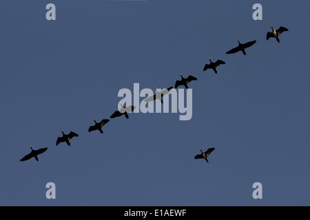 Un groupe d'un grand écheveau de puffin à vol d'oies de l'Angleterre sur l'intérieur des terres de la côte de Norfolk Banque D'Images