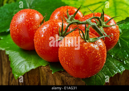 Tomates mûries vigne contre un arrière-plan de feuilles humides. Banque D'Images