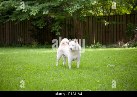 Shiba Inu chien sur l'herbe Banque D'Images