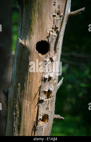 Trou dans Arbre mort Banque D'Images