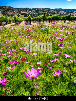 Fleurs sauvages et rangée de vignes, Napa Valley, Californie Banque D'Images