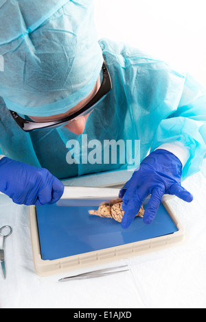 Étudiant l'anatomie du cerveau disséquer une vache grâce à trancher les deux hémisphères et les lobes d'une lame pour obtenir un échantillon représentatif Banque D'Images