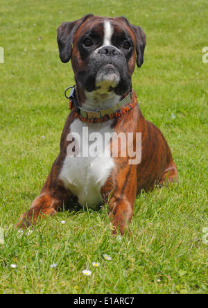 Allemand ou Boxer Boxer, couché sur un pré Banque D'Images