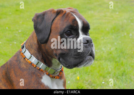 Allemand ou Boxer Boxer, portrait de chien Banque D'Images