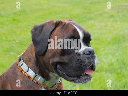 Allemand ou Boxer Boxer, portrait de chien Banque D'Images