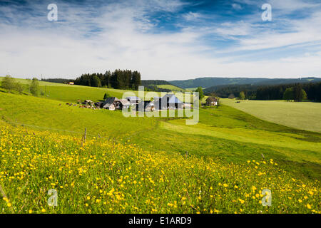 Flower meadow, ferme traditionnelle à l'arrière, près de Gütenbach, Furtwangen im Schwarzwald, Forêt-Noire, Bade-Wurtemberg Banque D'Images