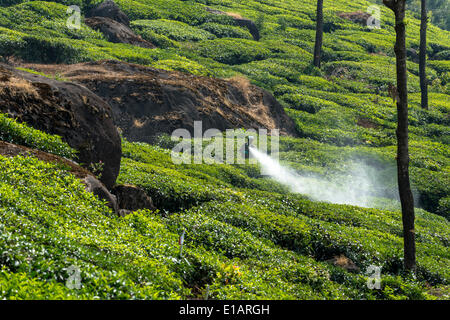 La pulvérisation des travailleurs des usines de thé avec des pesticides, plantation de thé, Munnar, Kerala, Western Ghats, India Banque D'Images