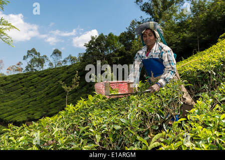 Plateau plucker en utilisant des ciseaux pour couper les feuilles de thé, plantation de thé, 1600m, Munnar, Kerala, Western Ghats, India Banque D'Images