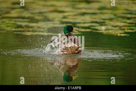 Le Canard colvert (Anas platyrhynchos) Drake, Basse-Saxe, Allemagne Banque D'Images