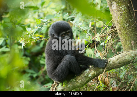 Gorille de montagne (Gorilla beringei beringei), jeune animal, Bwindi Impenetrable National Park, Uganda Banque D'Images