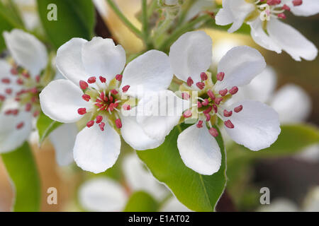 Williams le Christ, le cultivar de la politique commune de Poirier (Pyrus communis), fleurs, Rhénanie du Nord-Westphalie, Allemagne Banque D'Images