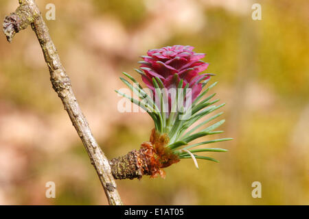 Mélèze d'Europe (Larix decidua), l'inflorescence femelle, Rhénanie du Nord-Westphalie, Allemagne Banque D'Images