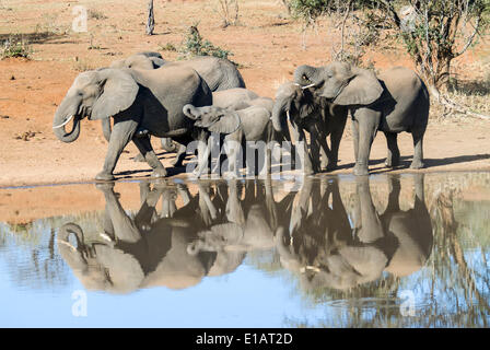 Les éléphants d'Afrique (Loxodonta africana) à un point d'eau potable du troupeau, Kruger National Park, Afrique du Sud Banque D'Images