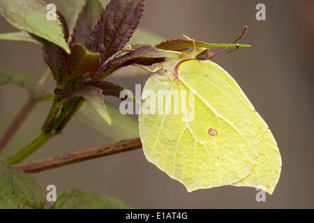 De souffre (Gonepteryx rhamni), Parc National de la forêt bavaroise, Bavière, Allemagne Banque D'Images