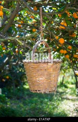 Ancien panier tressé pour la collecte des oranges de Cantoneta ripe tree à Mallorca Banque D'Images