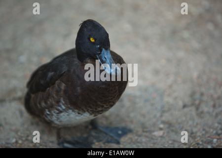 Teal noir ou fuligules, à côté de l'étang de la côte de sable Banque D'Images