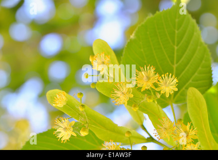 Arbre à fleurs de tilleul dans le printemps ! Banque D'Images