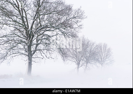 Oaks avec le givre en hiver, district de Vechta, Niedersachsen, Allemagne Banque D'Images