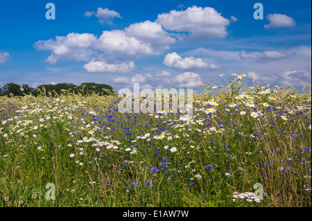 Dans le champ de seigle bleuet, Centaurea cyanus, goldenstedt, Brême, Basse-Saxe, Niedersachsen, Allemagne Banque D'Images