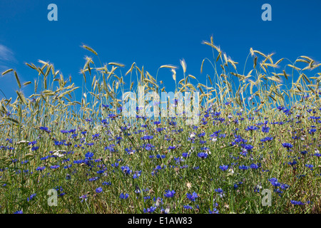 Dans le champ de seigle bleuet, Centaurea cyanus, goldenstedt, Brême, Basse-Saxe, Niedersachsen, Allemagne Banque D'Images