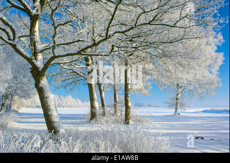 Oaks avec de la neige en hiver, district de Vechta, Niedersachsen, Allemagne Banque D'Images