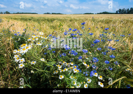 Dans le champ de seigle bleuet, Centaurea cyanus, goldenstedt, Brême, Basse-Saxe, Niedersachsen, Allemagne Banque D'Images