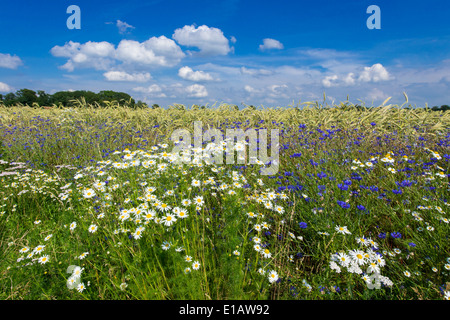 Dans le champ de seigle bleuet, Centaurea cyanus, goldenstedt, Brême, Basse-Saxe, Niedersachsen, Allemagne Banque D'Images