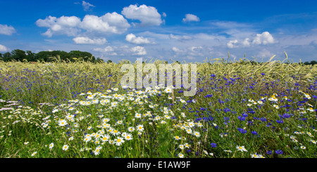 Dans le champ de seigle bleuet, Centaurea cyanus, goldenstedt, Brême, Basse-Saxe, Niedersachsen, Allemagne Banque D'Images