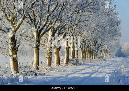 Oaks avec de la neige en hiver, district de Vechta, Niedersachsen, Allemagne Banque D'Images