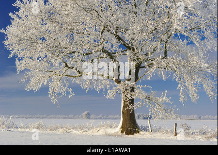 Oaks avec de la neige en hiver, district de Vechta, Niedersachsen, Allemagne Banque D'Images
