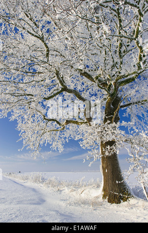 Oaks avec de la neige en hiver, district de Vechta, Niedersachsen, Allemagne Banque D'Images