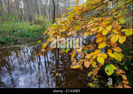 Hêtre d'automne à engelmanns viskek baeke, Vechta, district, Niedersachsen, Allemagne Banque D'Images