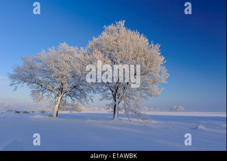 Oaks avec de la neige en hiver, district de Vechta, Niedersachsen, Allemagne Banque D'Images